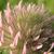 Trifolium arvense