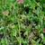 Trifolium carolinianum