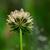 Trifolium carolinianum