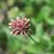 Trifolium carolinianum