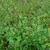 Trifolium carolinianum