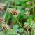 Trifolium carolinianum