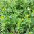 Trifolium dubium