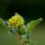 Trifolium dubium