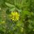 Trifolium dubium