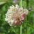 Trifolium hybridum