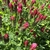 Red flowers in spikes rising above green foliage.