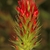 A single erect, dense, spike-like raceme of red flowers.