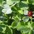 Trifoliolate leaves with hairy petioles & spike of red flowers.