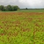 Field with red flowers.