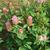 Mature plants in bloom