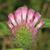 Trifolium pratense