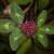 Trifolium pratense