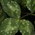 Trifolium pratense