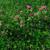 Trifolium pratense