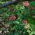 Trifolium reflexum