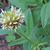 Trifolium reflexum