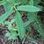 Trifolium reflexum