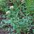 Trifolium reflexum