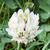 Trifolium repens