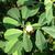 Trigonella foenum-graecum