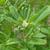 Trigonella foenum-graecum