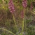 Form in bloom