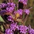 Purple disc flowers with no rays