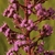 Panicle of pinkish-purple flowers