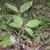 Trillium recurvatum