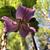 Trillium catesbaei