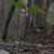 Trillium catesbaei