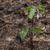 stem and bracts
