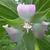 pink flower