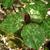 Trillium cuneatum