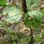 Trillium cuneatum