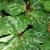 Trillium cuneatum