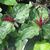 Flowers with mottled bracts