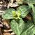 Flower and mottled bracts