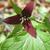 Trillium erectum