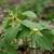 Trillium erectum