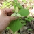 Trillium with nodding white flower