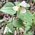 Trillium with nodding white flower