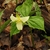 Trillium with nodding white flower