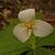 Trillium flexipes