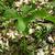 Trillium flexipes