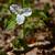 Trillium grandiflorum