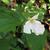 Trillium grandiflorum