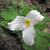 Close up of flower T. grandiflorum