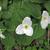 Trillium grandiflorum